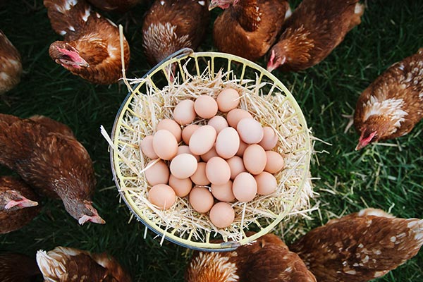 where to buy country golden yolks free range eggs